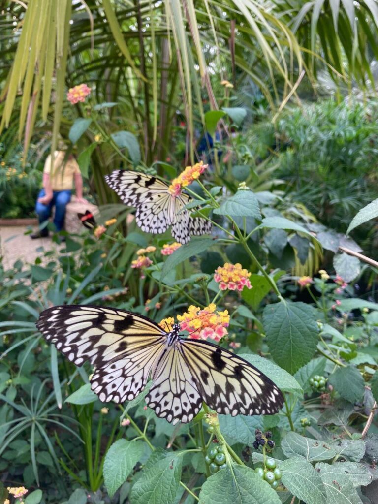Vlindertuin Noirmoutier Vakantiehuis Sil